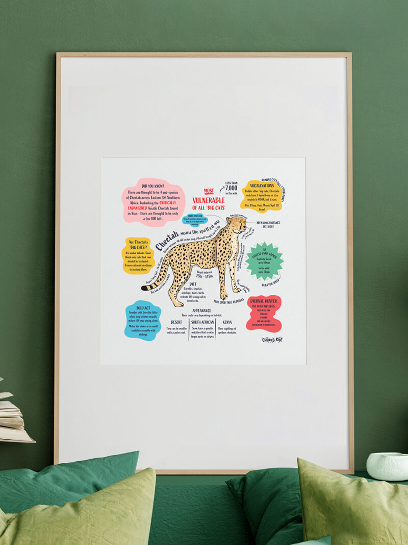 framed illustrated cheetah fun facts