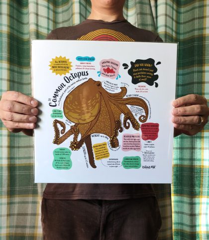 A square print with an illustration of a common octopus surrounded by colour coded fun facts
