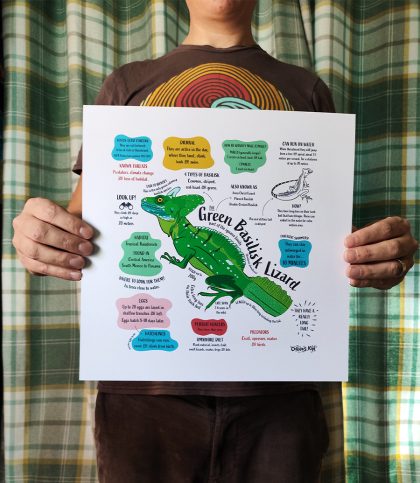 A square print with an illustration of a green basilisk lizard surrounded by colour coded fun facts