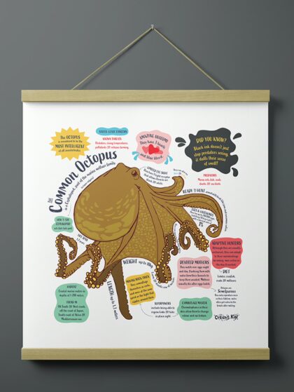 Curious Kin's Common Octopus square fun fact print hanging on a wall
