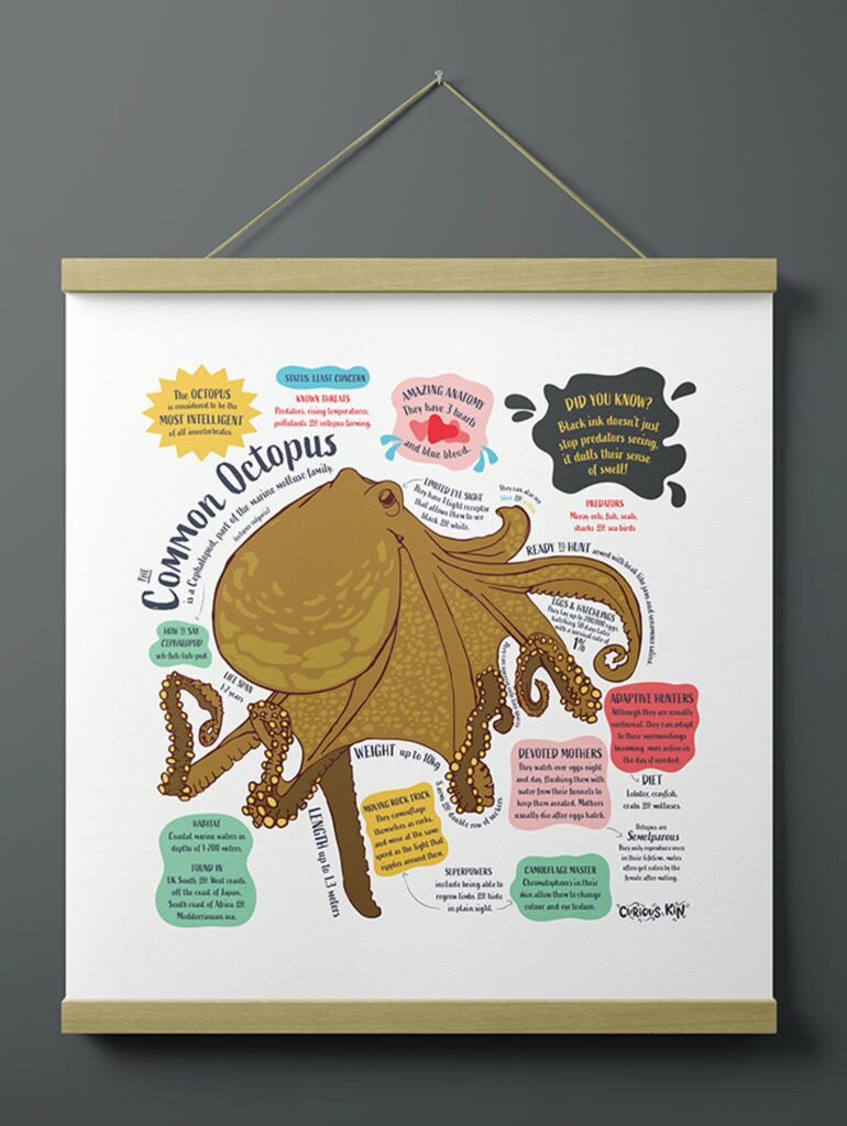 Curious Kin's Common Octopus square fun fact print hanging on a wall