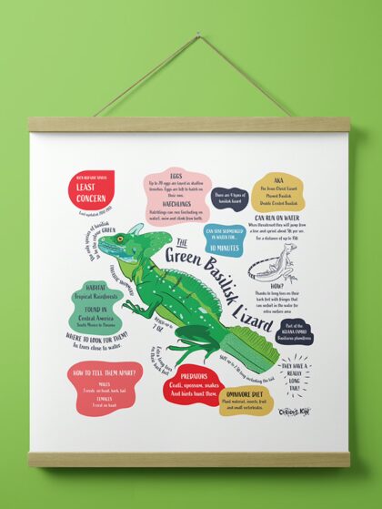 Curious Kin's square fun fact print about green basilisk lizards hanging on a wall