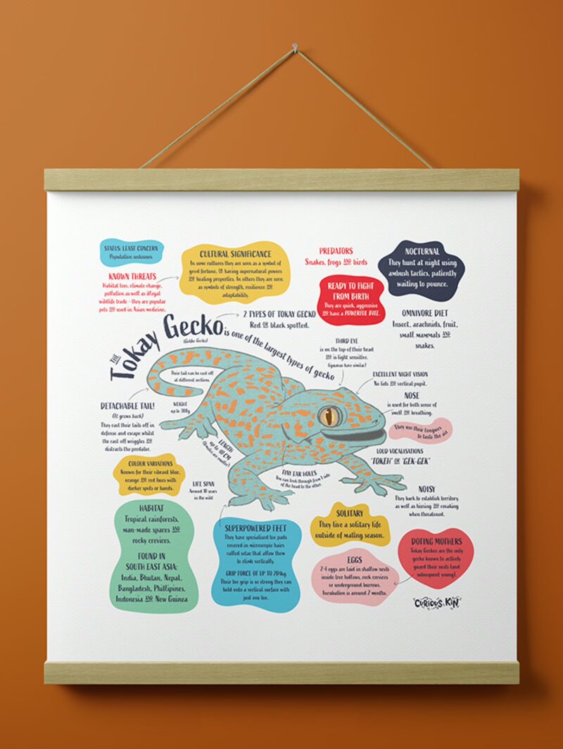 Curious Kin's tokay gecko lizard fun fact print hanging on a wall