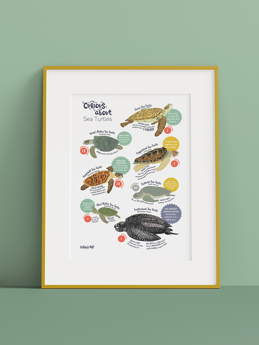 Framed mock-up of Curious Kin's 'curious about sea turtles' educational art print with sea turtle illustrations