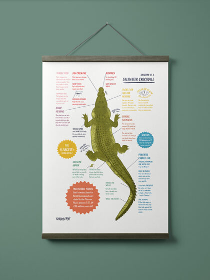 Anatomy of a Saltwater Crocodile: A4 Illustrated Print