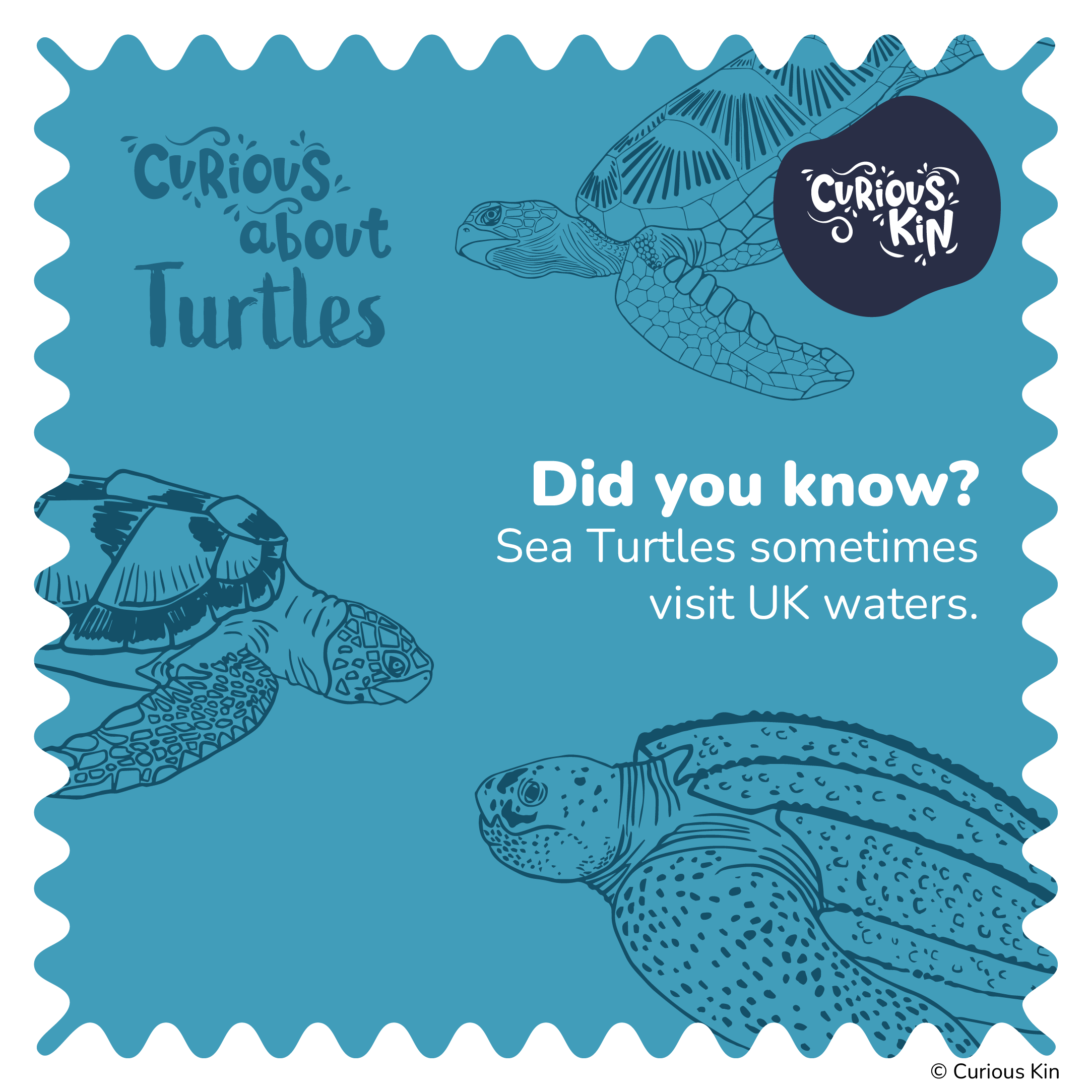 Did you know? Some sea turtles visit UK waters header image with illustrations of turtles and curious kin logo