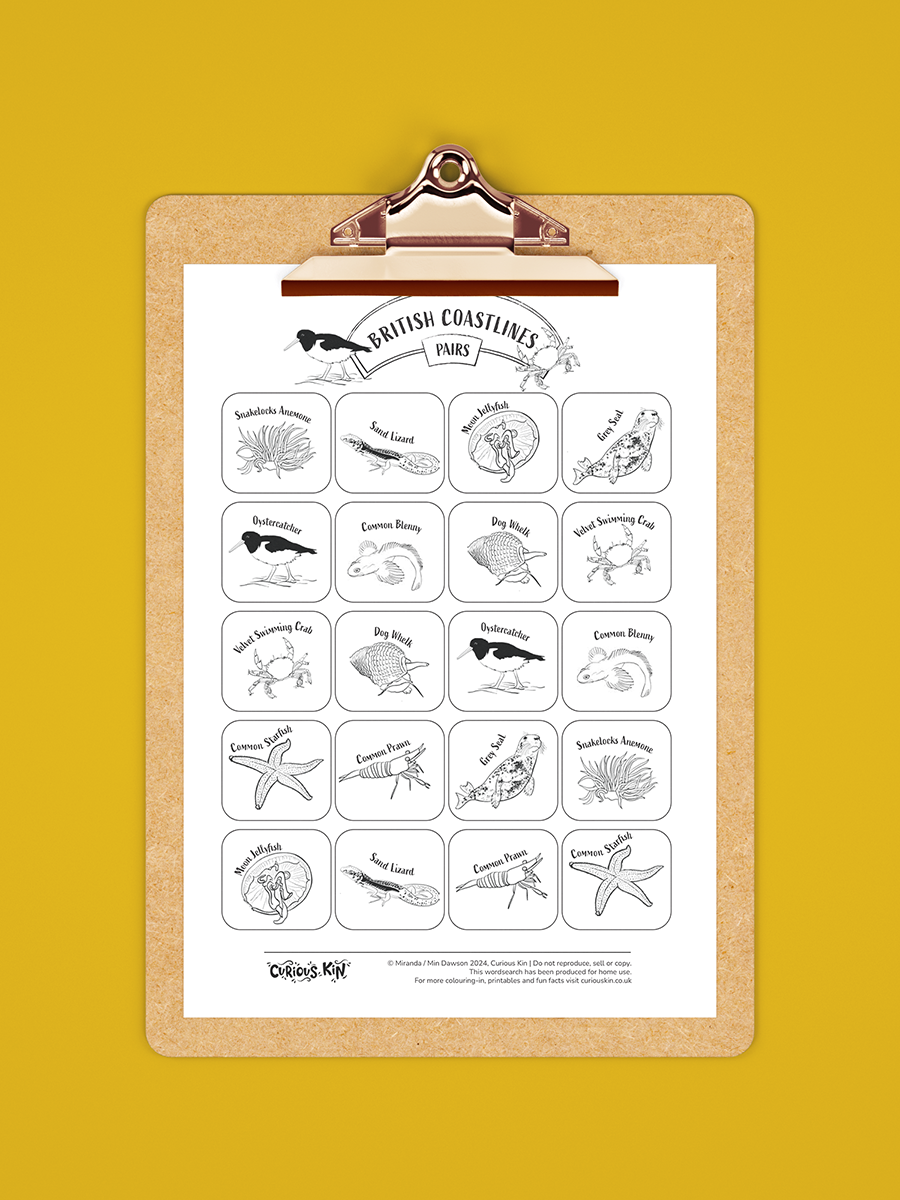 British Coastline wildlife pairs game printable with black and white illustrations by min dawson for you to colour in