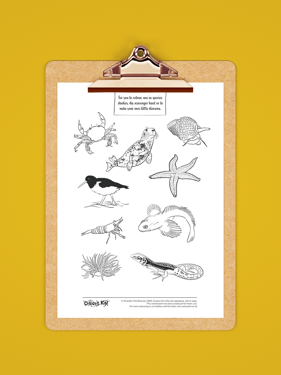 british coastline wildlife black and white illustrations for you to colour, cut out and craft with activity page