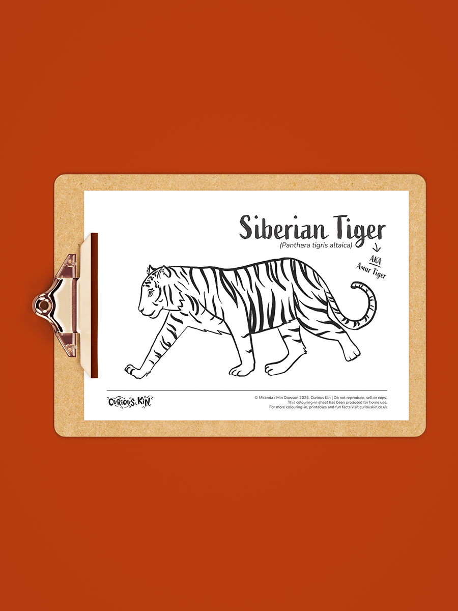 Siberian Tiger colouring page illustrated by Min Dawson for My Curious Library