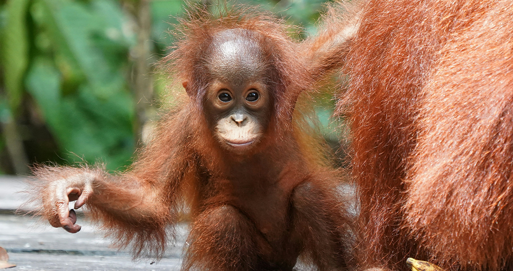 Infant orangutan photograph by bob brewer