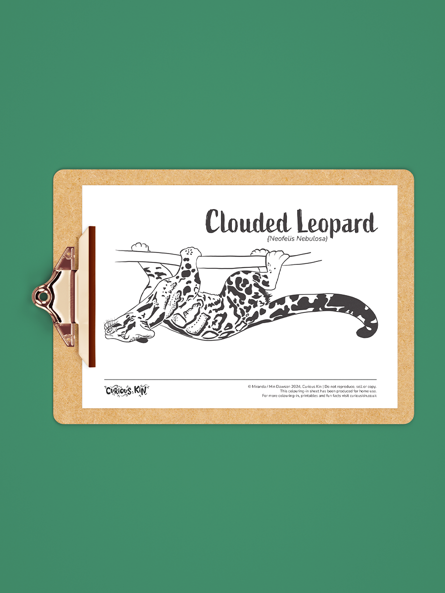 clipboard with clouded leopard climbing upside down colouring page