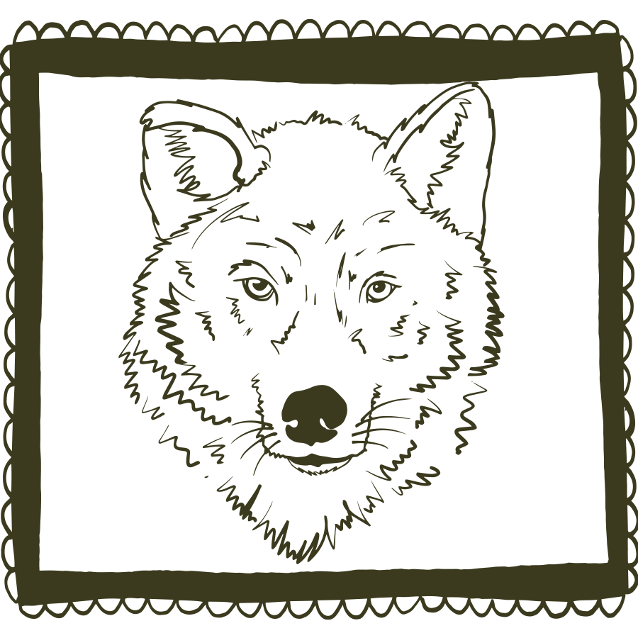 Pen drawing of an alert wolf in a hand drawn frame by min dawson