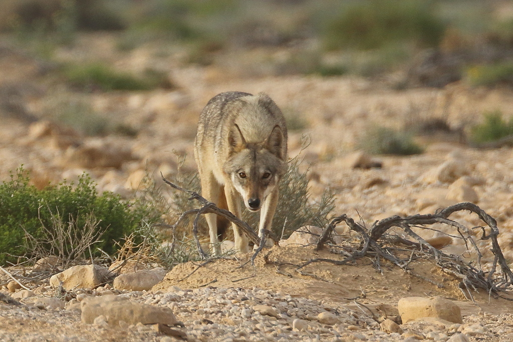 Reference Image only of an Arabian Wolf by © Elena Shnayder