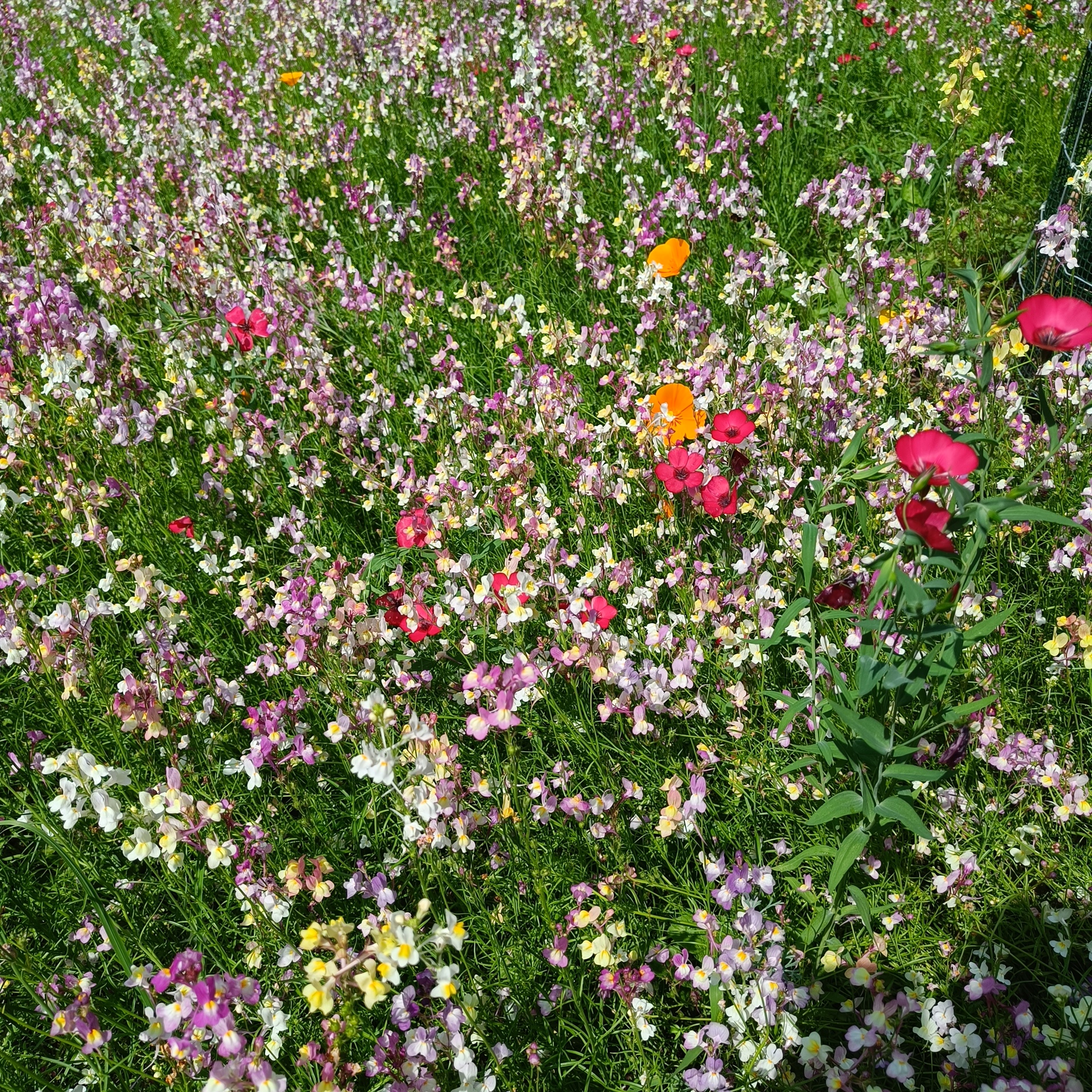 A patch of colourful wild flowers