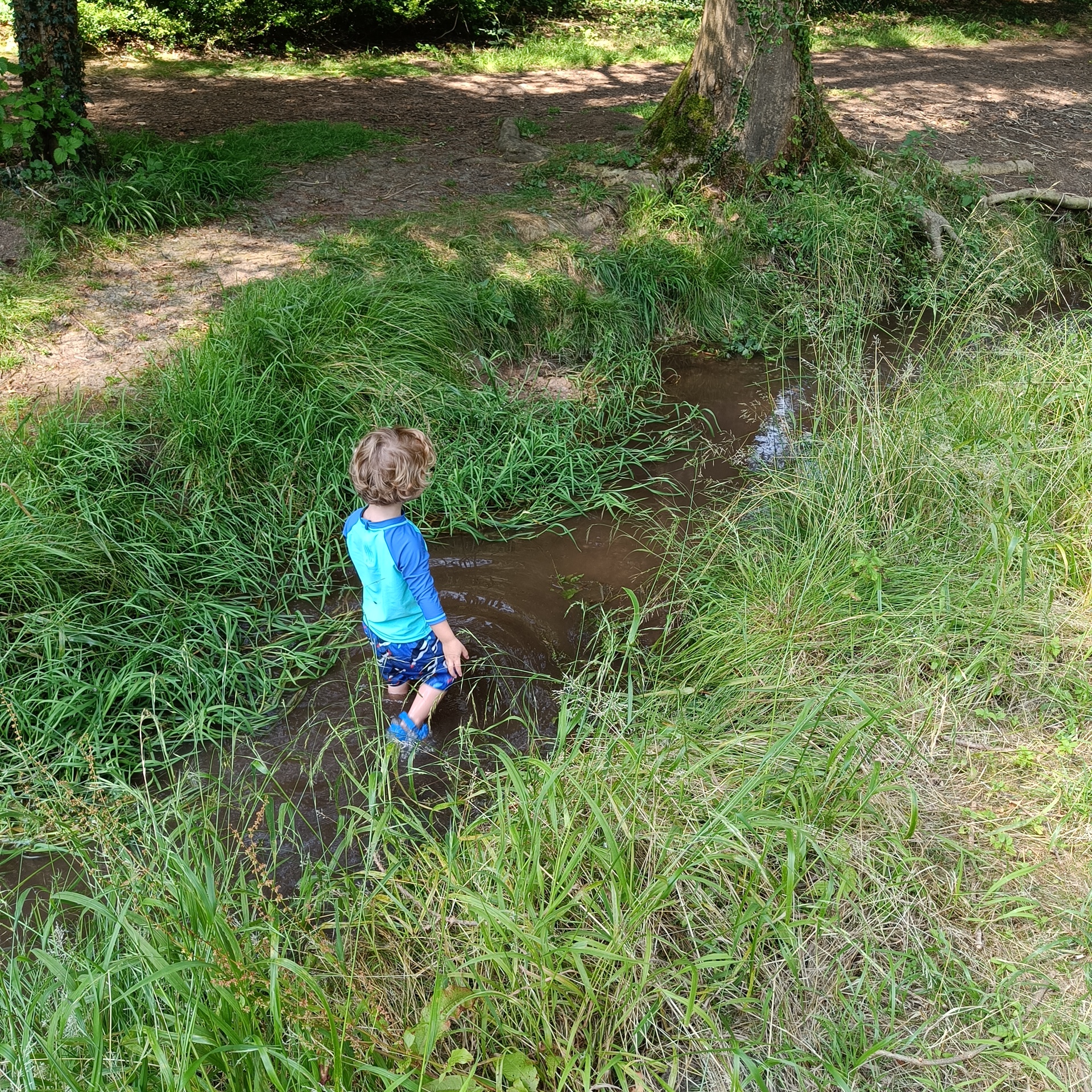 Little boy walking in a stream with grass banks either side