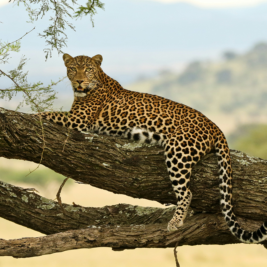 african-leopard-in-a-tree_by-highteawithelephants