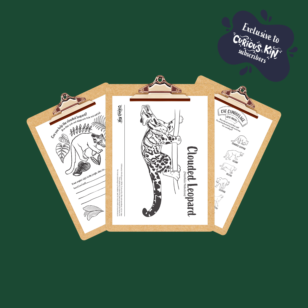 Clouded leopard activity pages by MIn Dawson for curious kin on clipboards