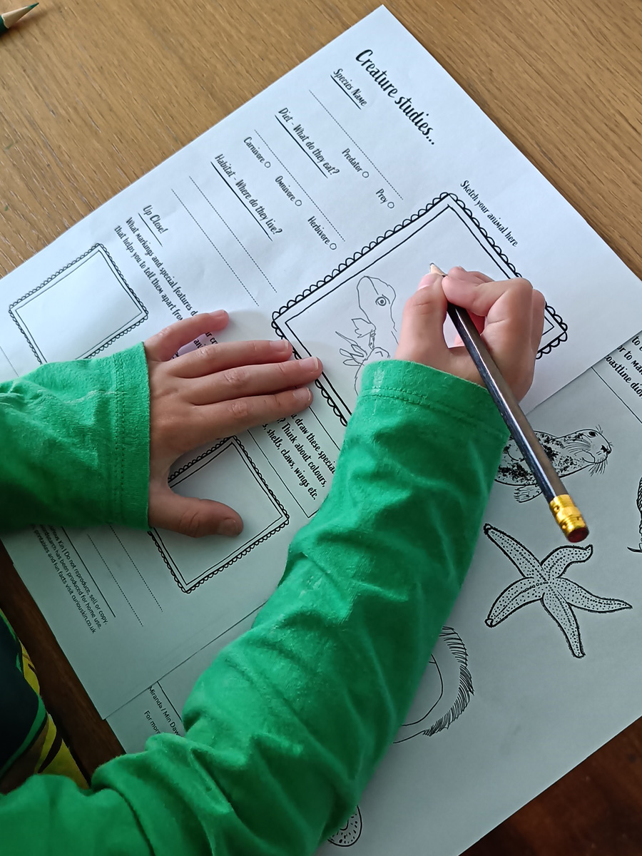 child drawing a sand lizard using curious kin's creature studies worksheet