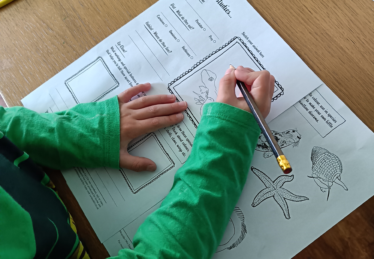 child drawing a sand lizard using curious kin's creature studies worksheet