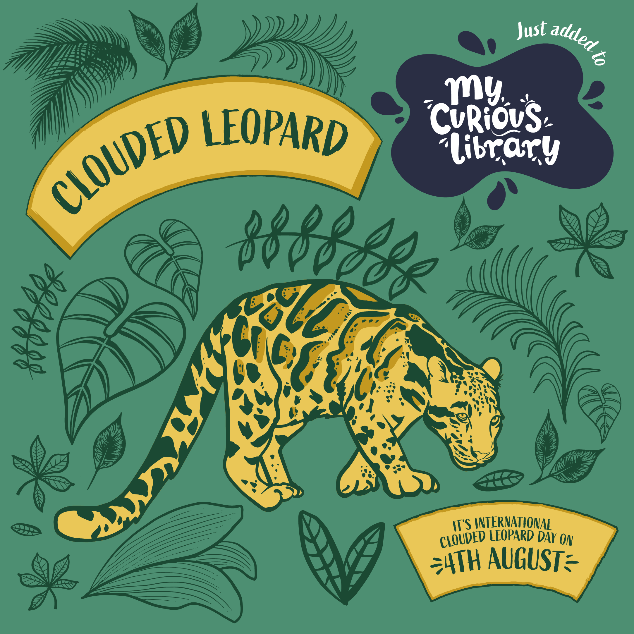 Clouded leopard banner with drawing of clouded leopard, just added to my curious library and its international clouded leopard day 4th august