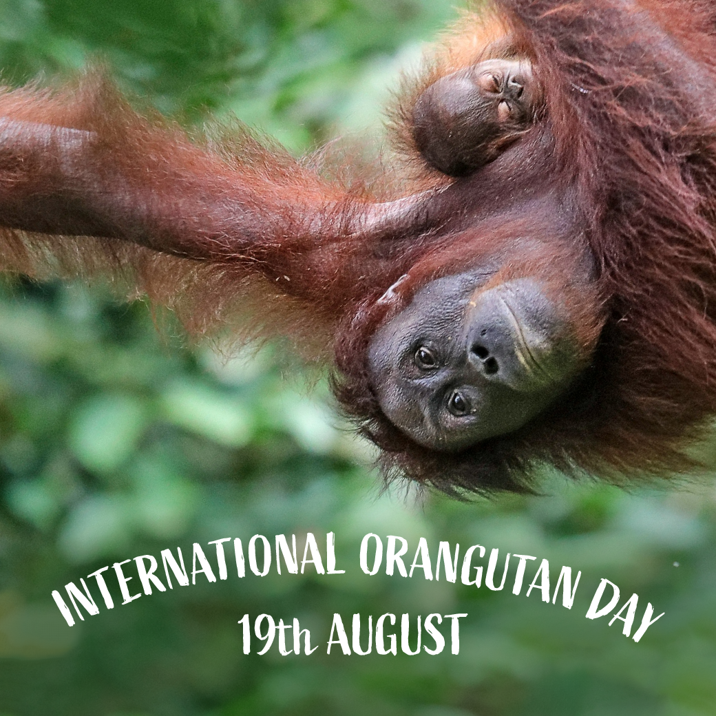 Bornean ornangutan mother and infant hanging upside down with words international orangutan day