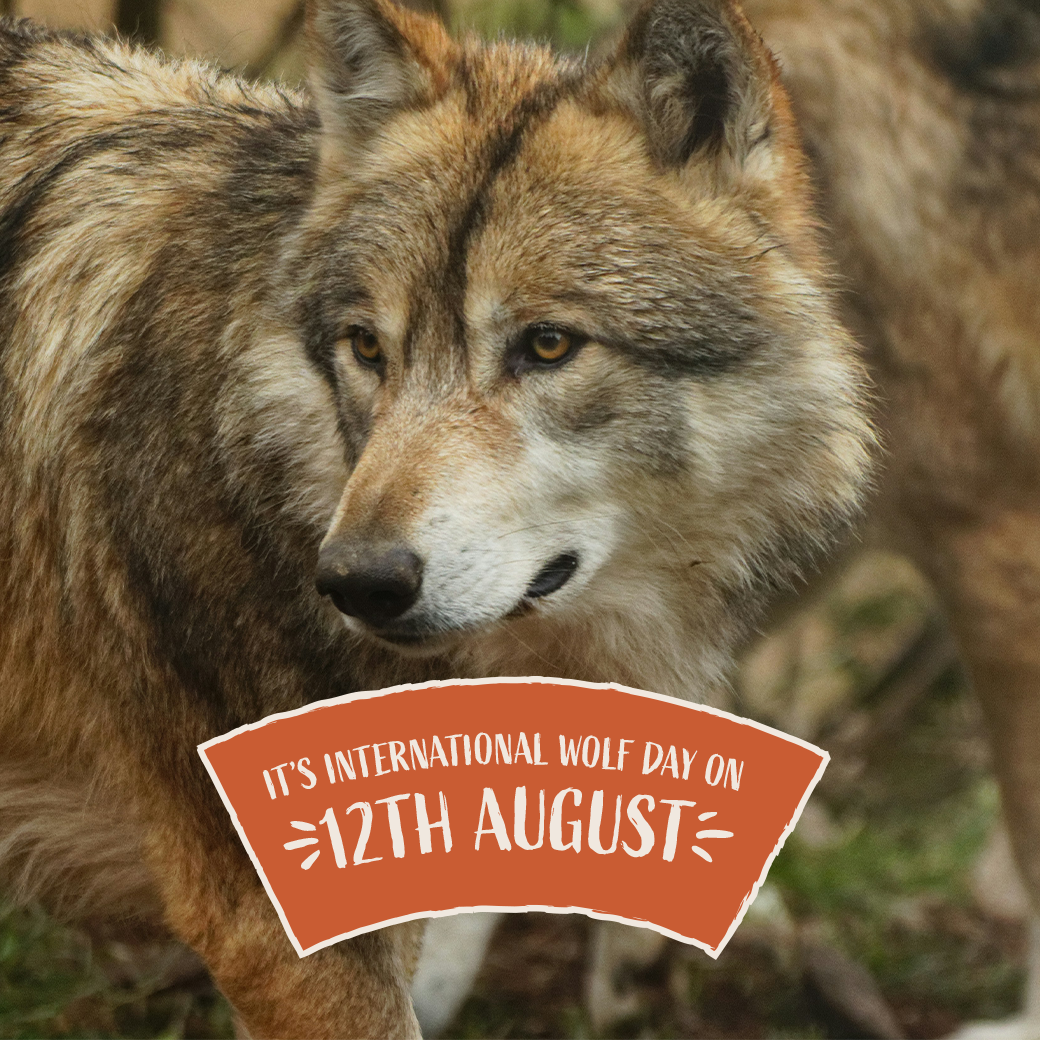 Picture of a wolf with a banner saying it's international wolf day. Photo by Margot Noyelle