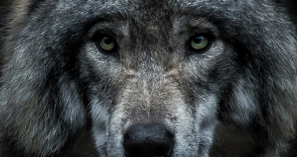 wolfs face upclose - original photo by marc olivier jodoin