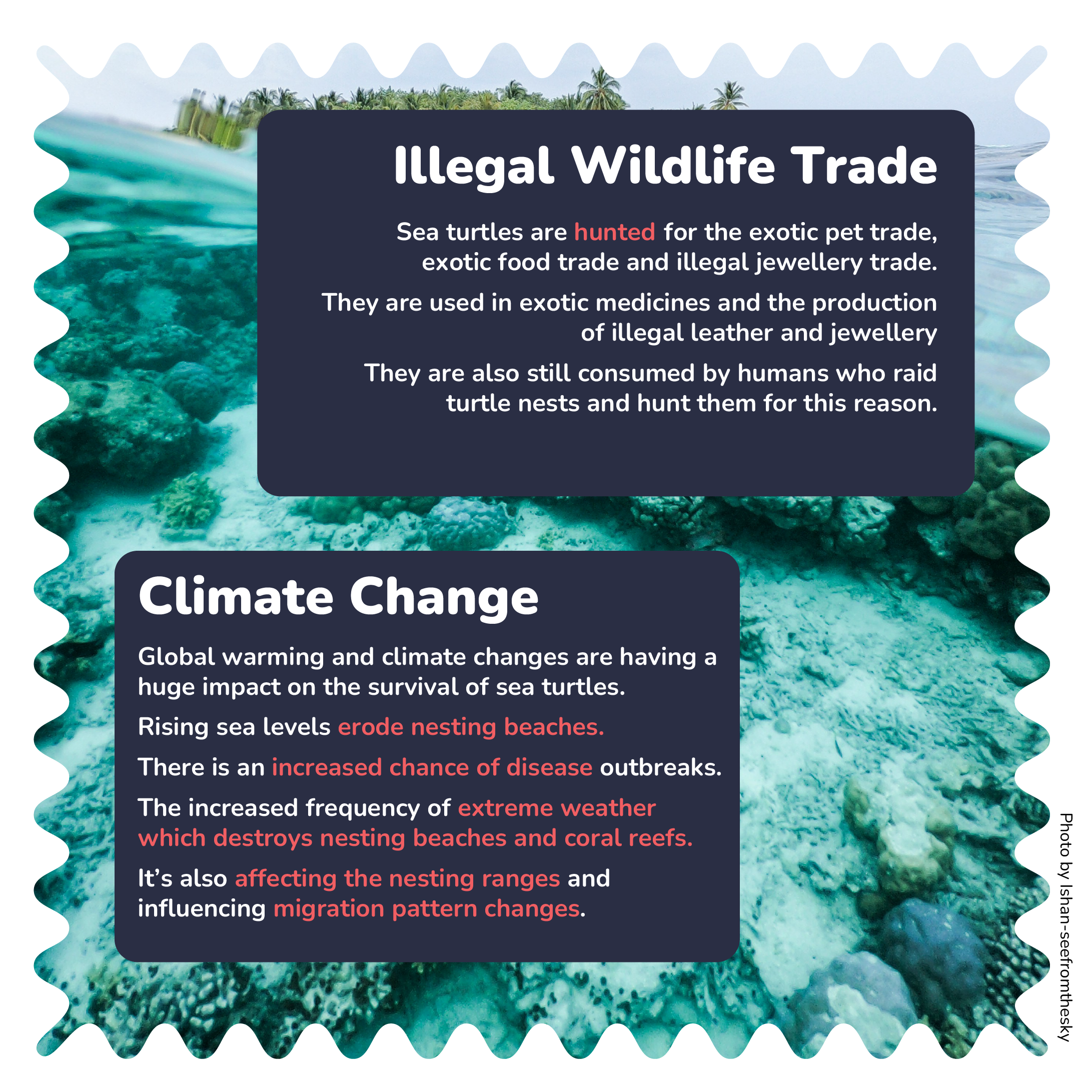 Illegal wildlife trade slide with content about how sea turtles are victims of the trade. Also includes information about the impact of climate change on sea turtles.
