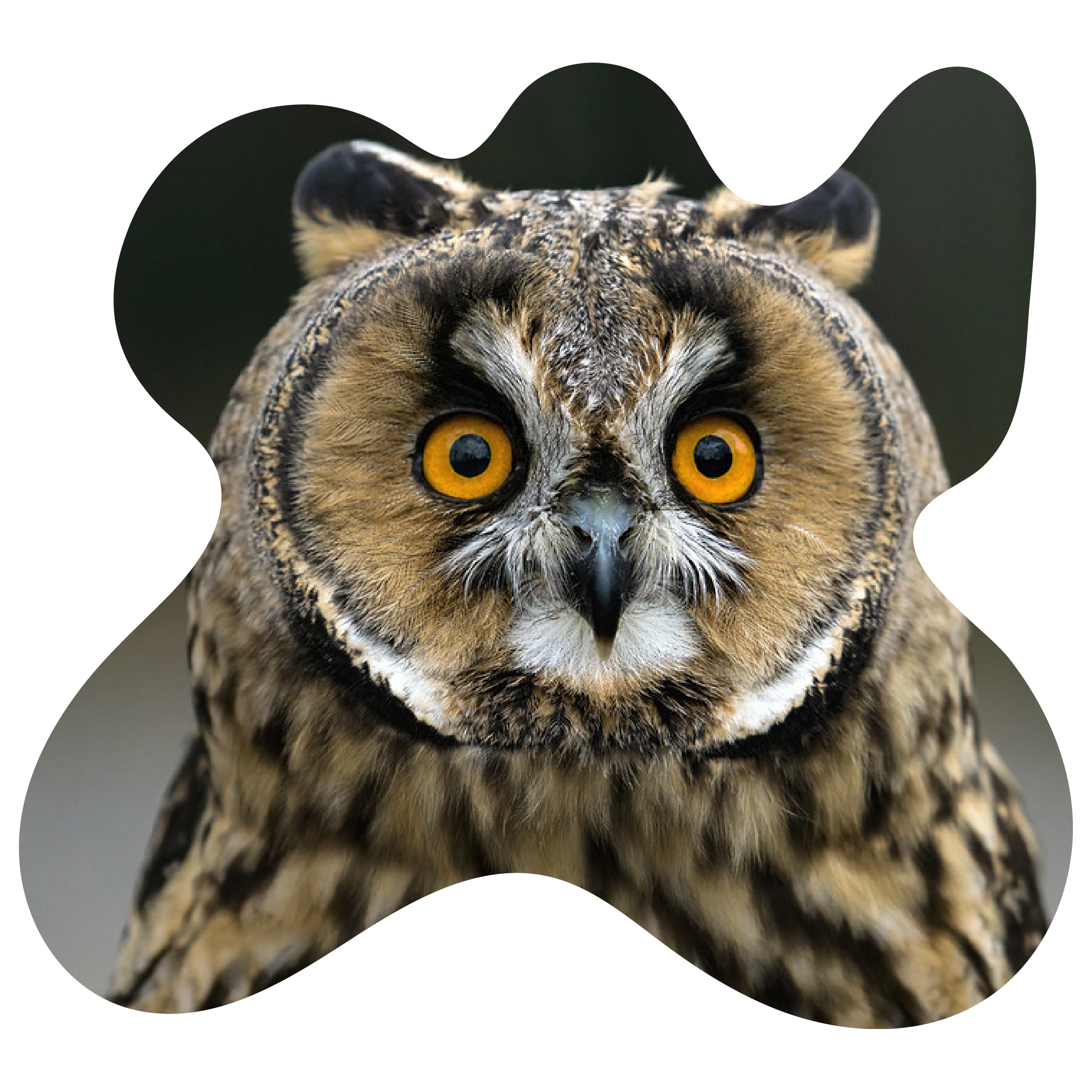 Long eared owl