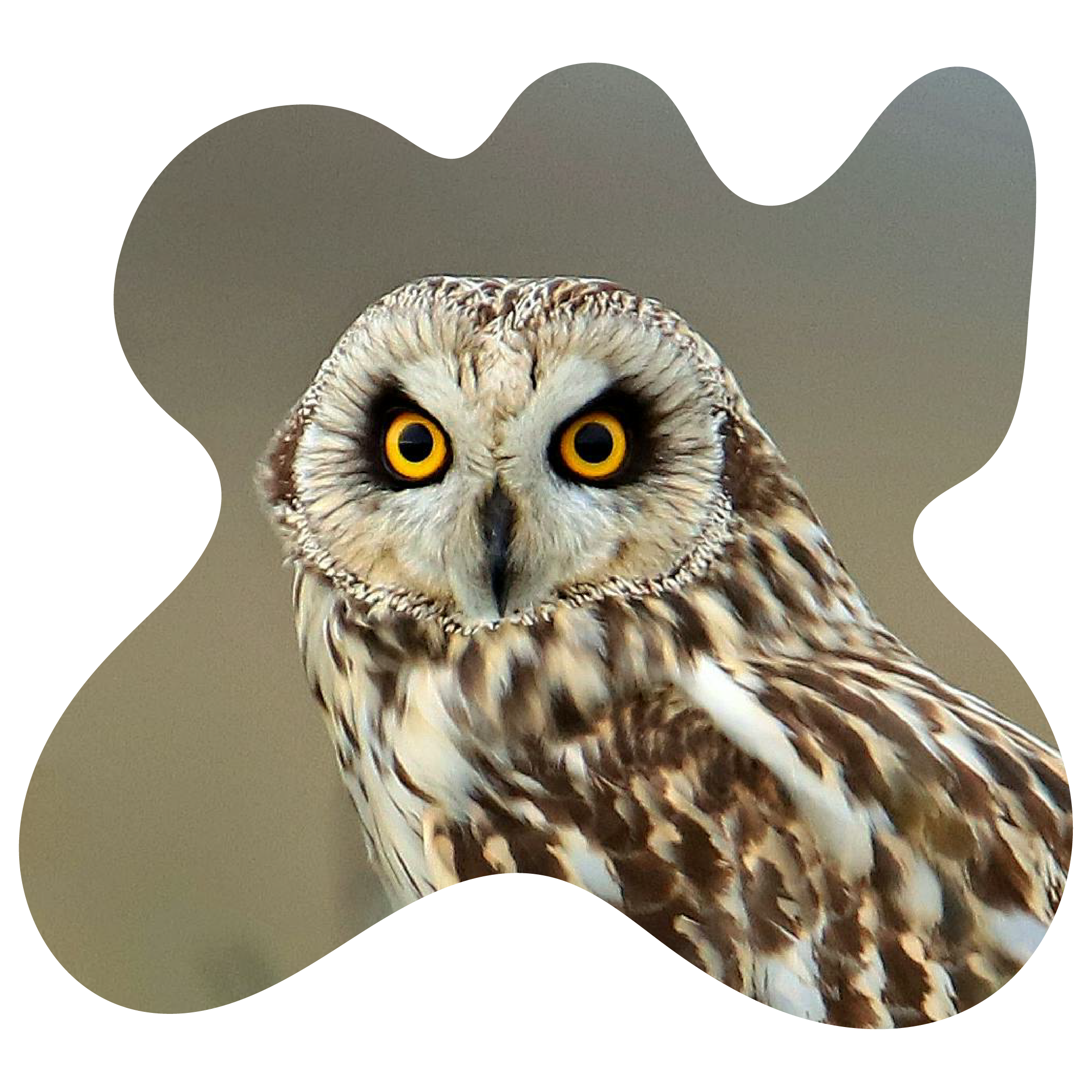 Short eared owl