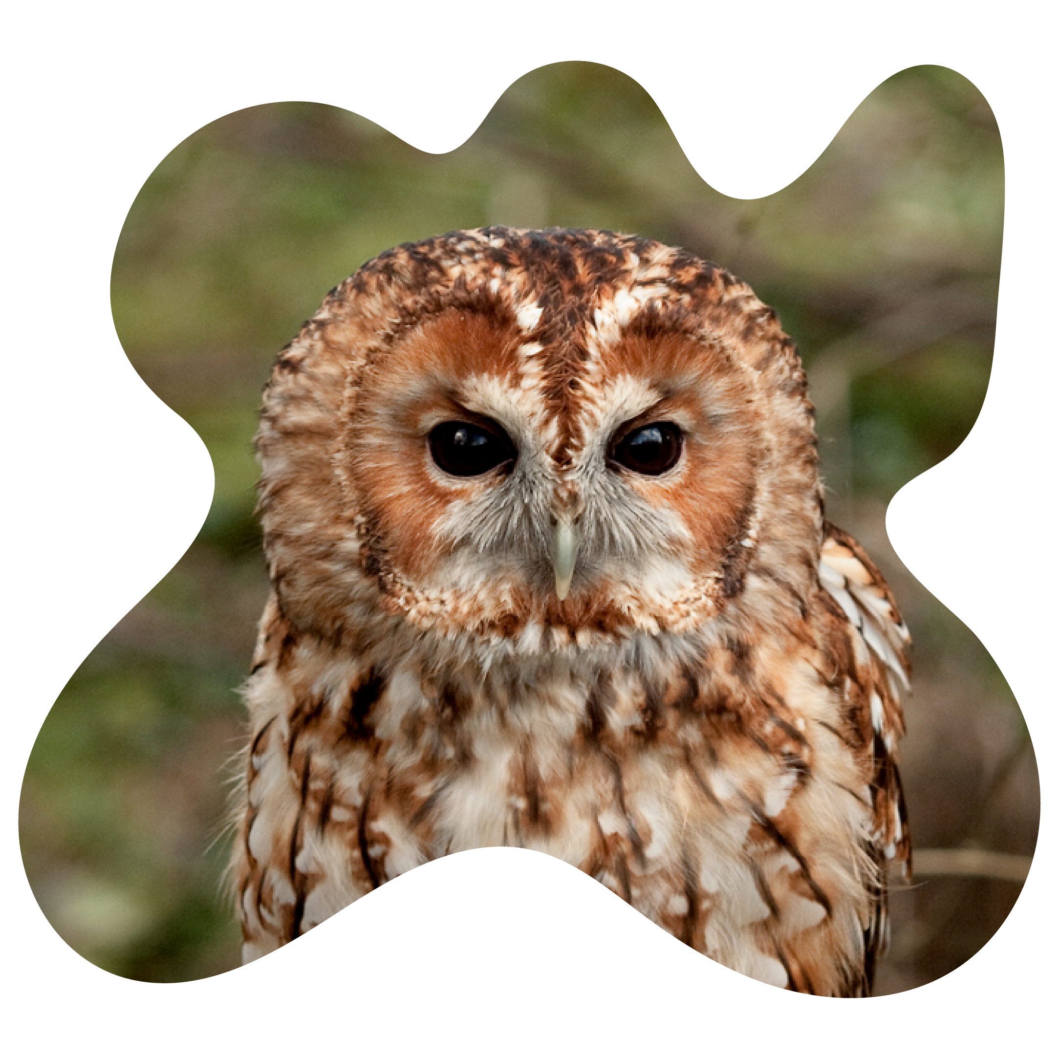 tawnyowl