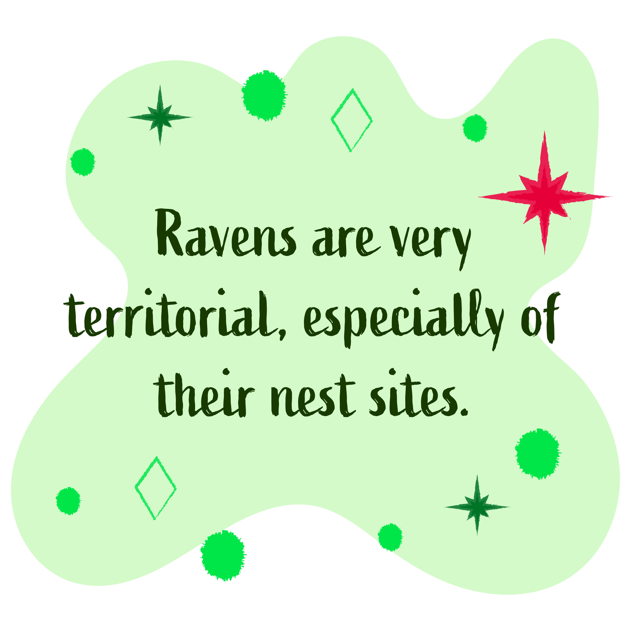 Common ravens are very territorial especially of their nest sites