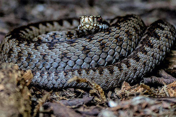 Adder