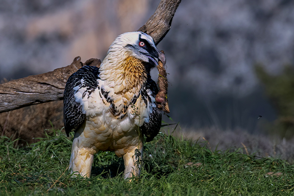 Bearded vulture with carrion photo by jordi-guinovart