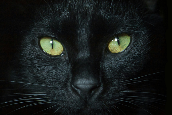 Black cat by Adel Grober