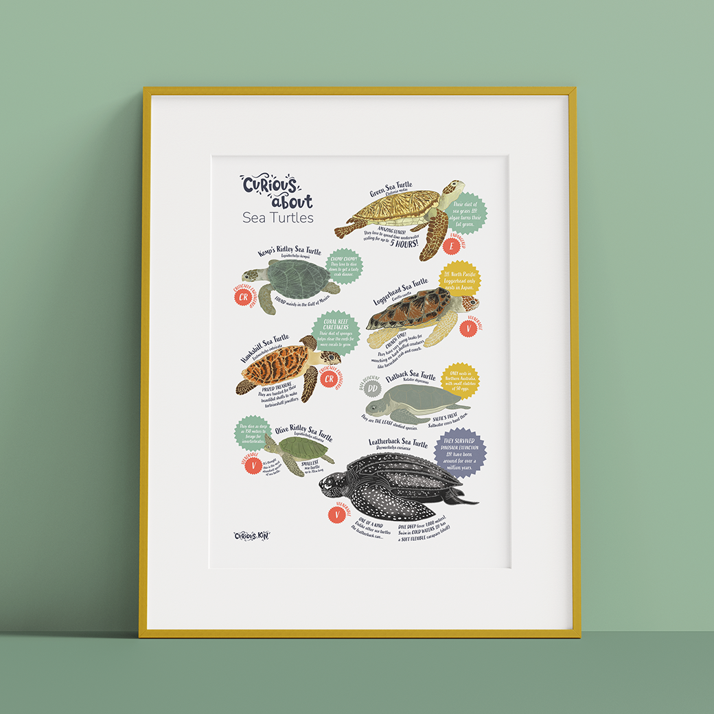 Framed mock-up of Curious Kin's 'curious about sea turtles' educational art print with sea turtle illustrations