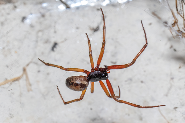 False Widow Spider