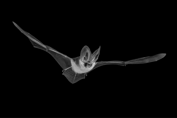 long eared bat