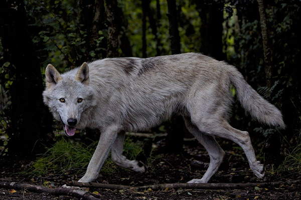 lone white wolf