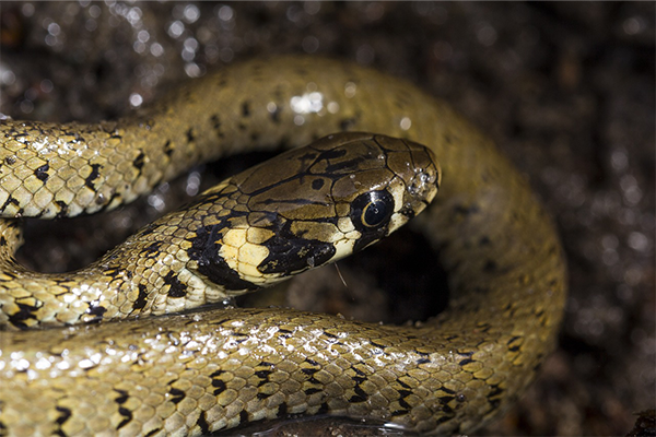 grass snake curled up