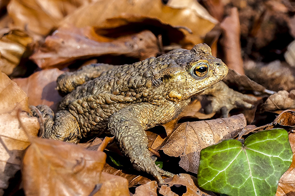 common toad on brown fallen leaves