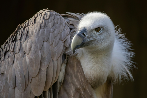 Vulture