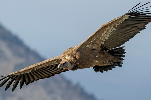 Flying vulture