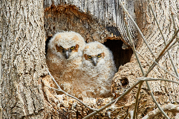 2 owlets sitting in the entrance to their tree nest