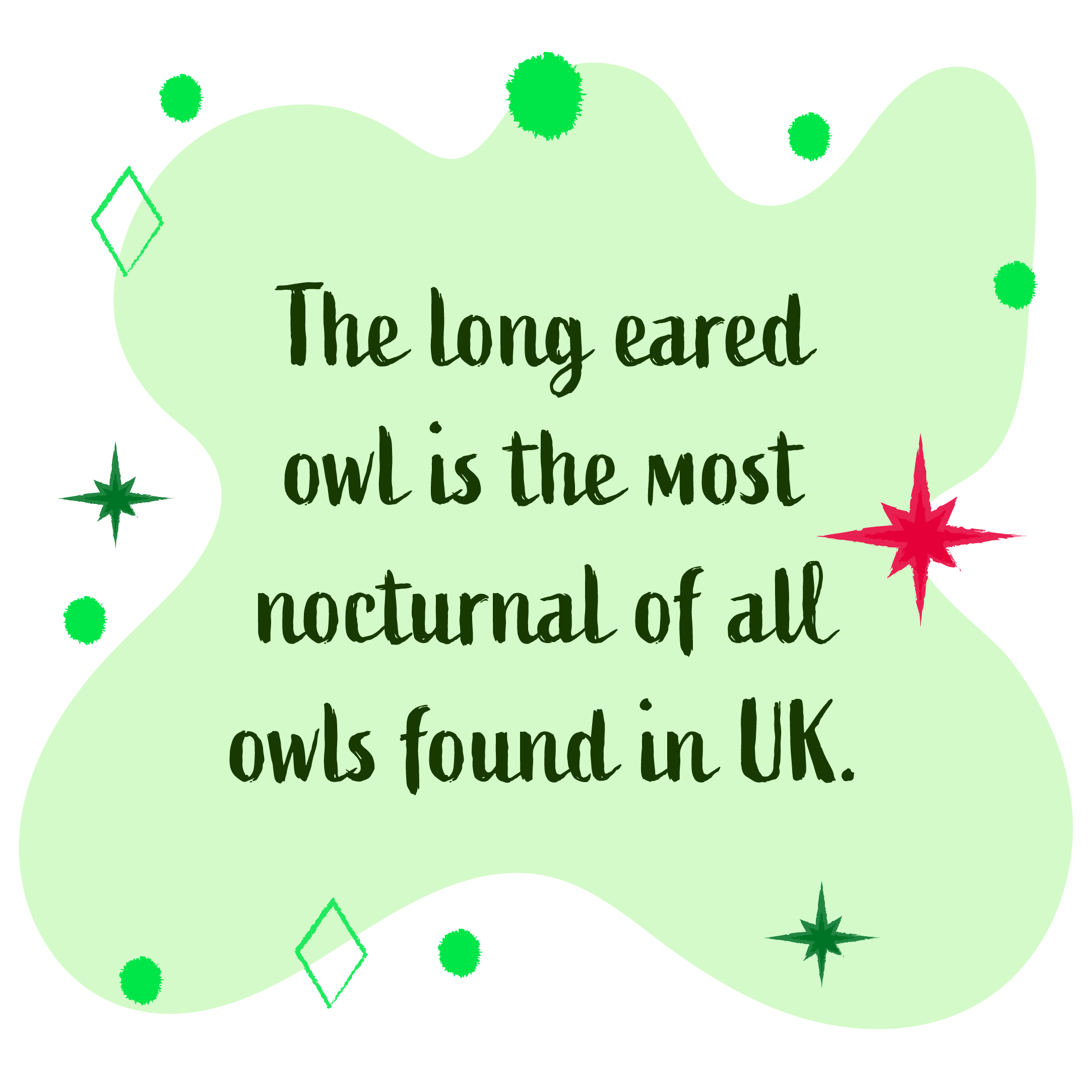 The long eared owl is the most nocturnal of all owls found in UK