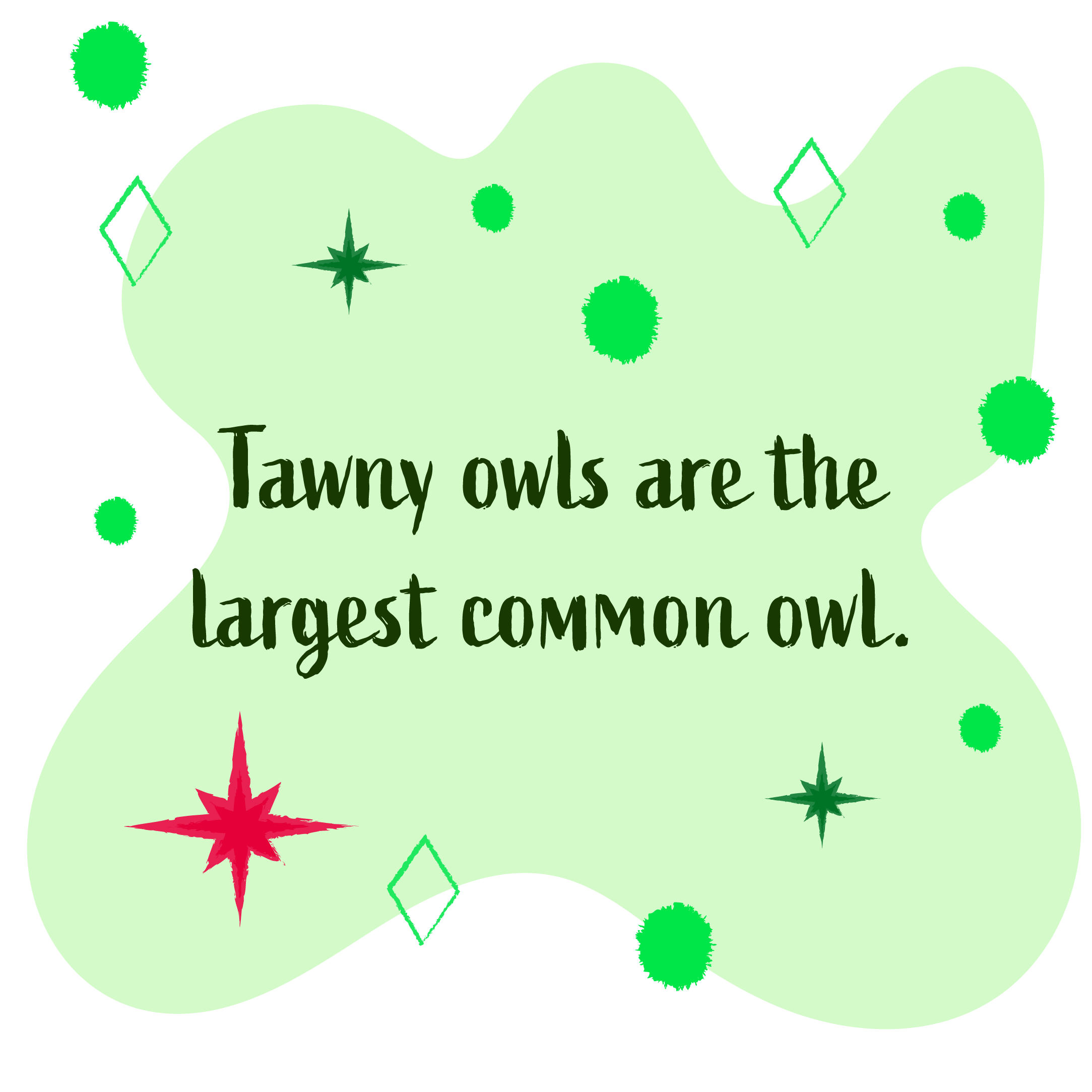 Tawny owls are the largest common owl