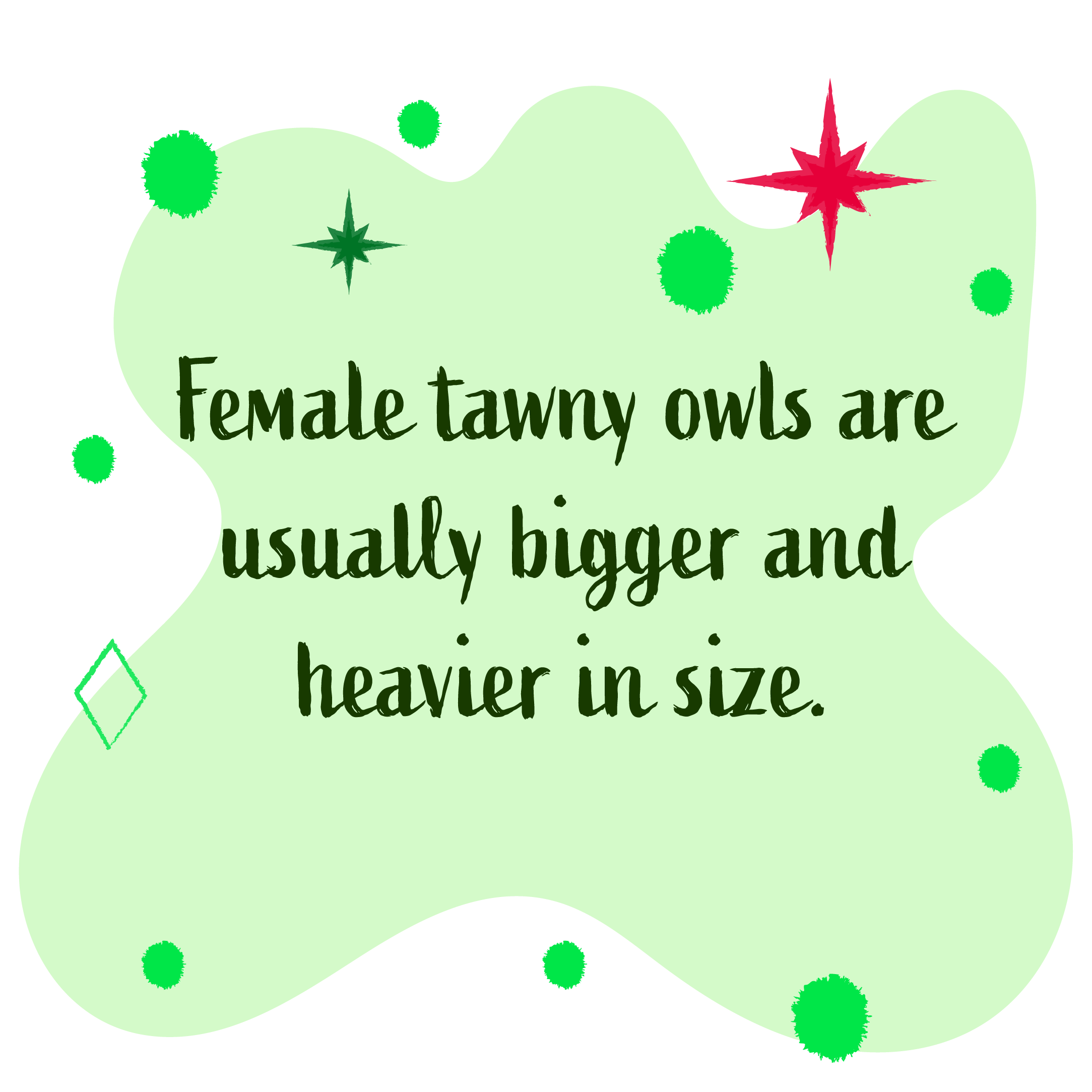 Female tawny owls are usually bigger and heavier in size