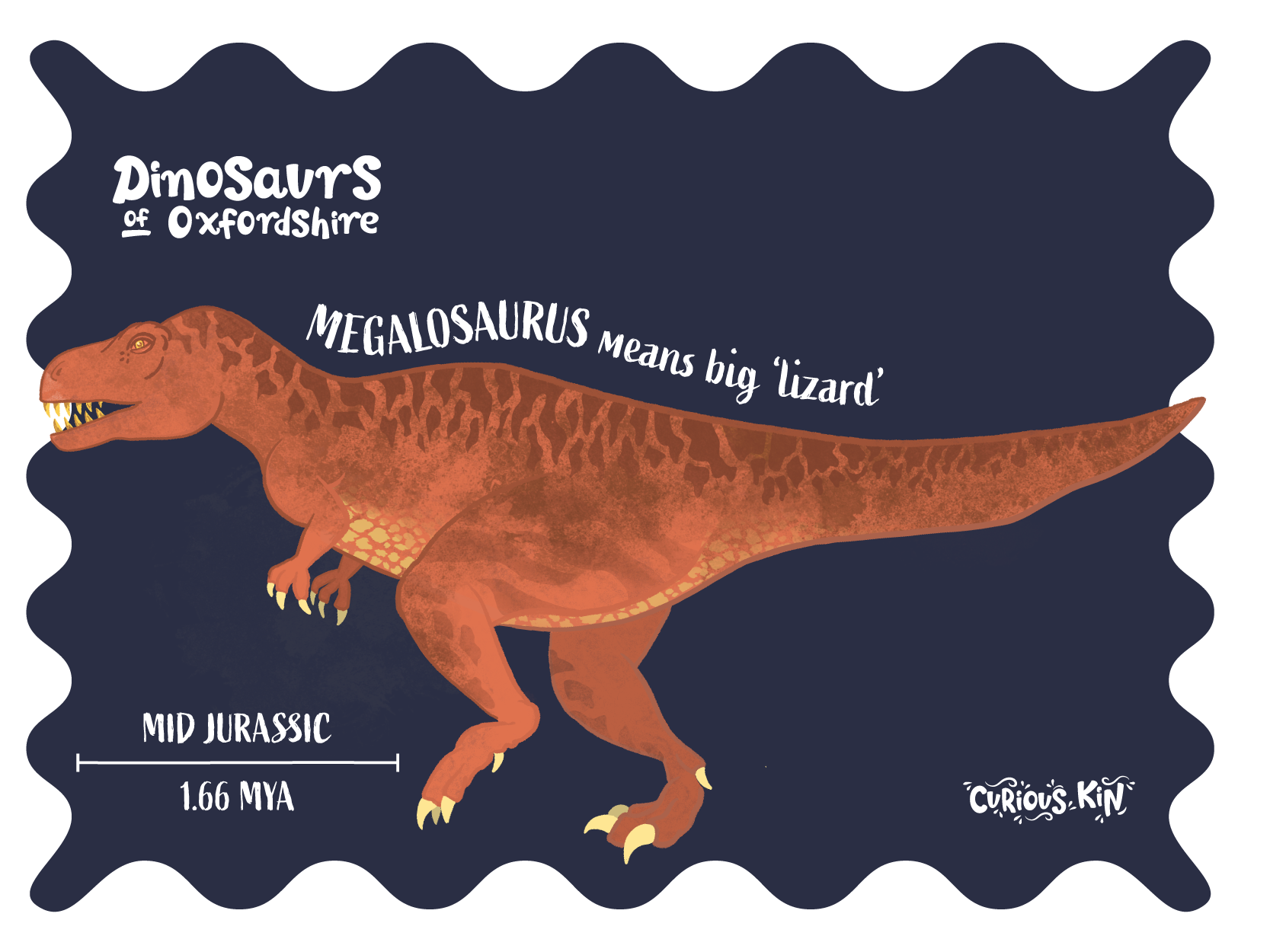 Megalosaurus means big lizard, found in Stonesfield Oxfordshire and alive during the middle of the jurassic time period.