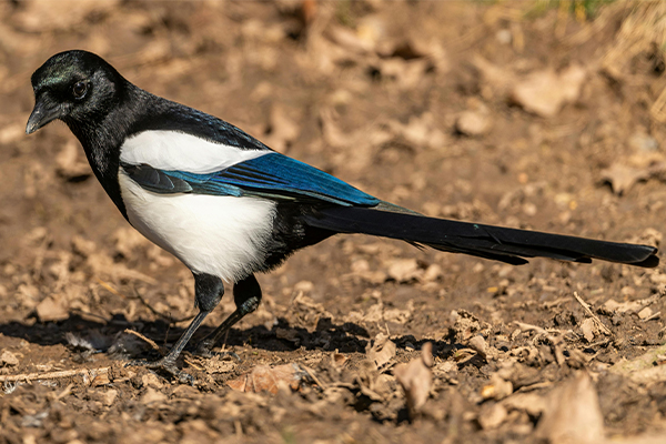 Magpie