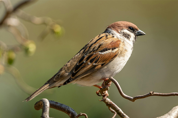 Male house sparrow perched on branch